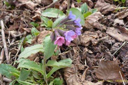 Pulmonaria